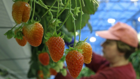 В России собраны рекордные 1,5 млн тонн плодов и ягод 